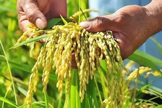 Giá lúa gạo hôm nay 4/8: Biến động nhẹ, xuất khẩu Việt Nam đối mặt rào cản thuế mới