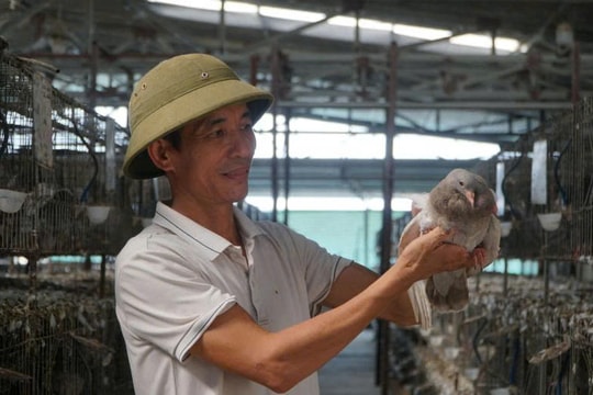 Nông dân Thanh Hóa nuôi “loài bay lượn may mắn”, xây trang trại 3.000m2, thu lãi đều tay cả tỷ đồng/năm