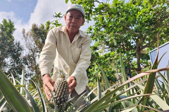Đã U70, người nông dân Cần Thơ vẫn miệt mài làm giàu, thu 350 triệu đồng/năm nhờ nuôi hai thứ đặc biệt