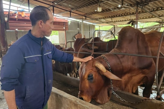 Nông dân Quảng Ninh chọn nghề cũ kỹ nhưng làm theo cách mới, thu đều tay hơn 200 triệu/năm