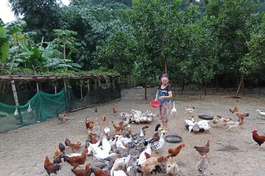 Nông dân miền núi Thanh Hóa nuôi giống gà gì mà rất ngon, bán cực đắt hàng, đổi đời với thu nhập cao hơn hẳn