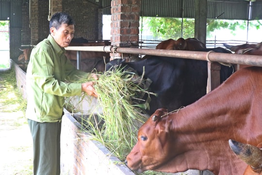 Vừa là nông dân, vừa là đảng viên gương mẫu, người đàn ông 73 tuổi ở Bắc Ninh thu nửa tỷ/năm nhờ mô hình khiến ai cũng nể