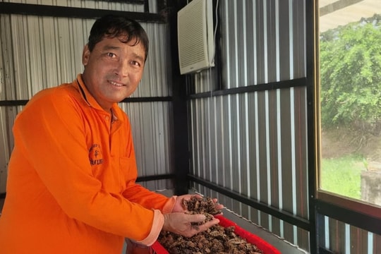 Không chỉ gieo lúa, nông dân An Giang còn trồng cả loại trái nổi tiếng khó ăn, mỗi năm thu về hơn 1 tỷ đồng