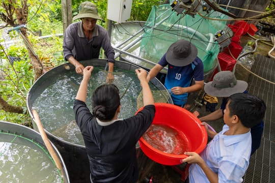 Nông dân Tây Ninh trồng rau trên nước, nuôi “vàng sống” dưới đáy ao, mỗi năm xuất bán tới 100 triệu con