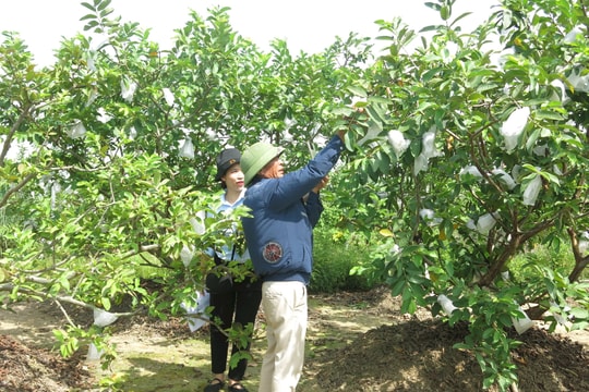 Nông dân Hải Phòng làm giàu bằng cách trồng giống trái đặc sản trên cánh đồng Vua