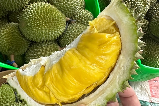 Giá sầu riêng hôm nay 6/8: Giá mua xô chạm đáy, xuất khẩu sang Trung Quốc gặp khó