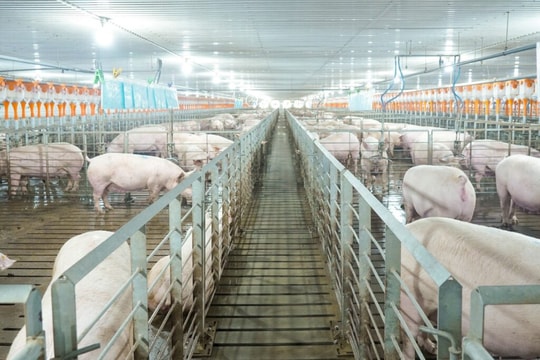 Thị trường biến động vì dịch tả lợn Châu Phi, BAF khởi động chiến lược dài hơi ít ai dám làm