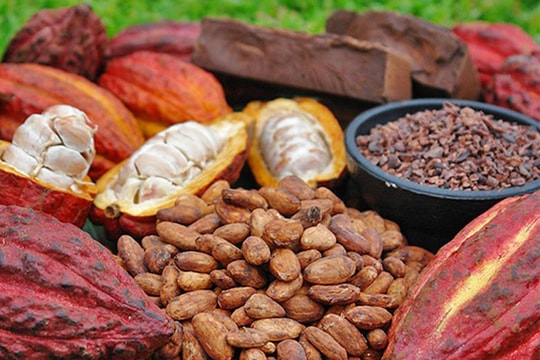 Kỹ sư Việt chế máy nghiền, biến loại hạt bản địa thành sản phẩm quốc tế, tiến vào thị trường châu Âu