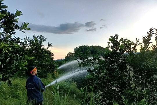 Nông dân Thanh Hóa biến đồi hoang thành "vườn trái cây" bạc tỷ, cầm tay số tiền lãi khủng mỗi năm