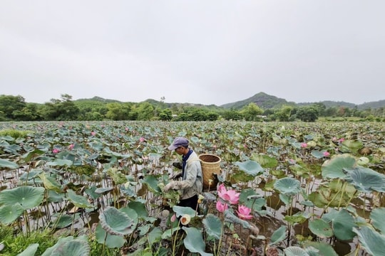 Không còn trồng lúa, nông dân Đà Nẵng nay đổi đời nhờ “nâng hoa trên bùn”, kiếm về hàng trăm triệu đồng mỗi lần thu hoạch