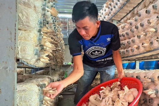 Vốn nhỏ, lãi cao, người nông dân Cà Mau đang làm giàu từ thứ "lộc trời cho"