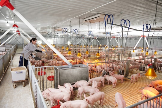 Dịch tái bùng phát, nhiều nông hộ lao đao, điều gì giúp các ông lớn chăn nuôi vẫn lãi đậm?