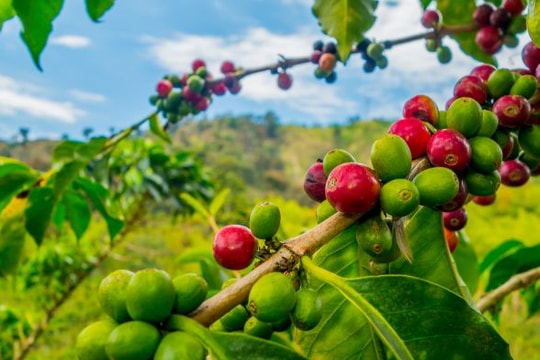 Giá cà phê hôm nay 7/8: Arabica sụt mạnh vì lo ngại thuế quan