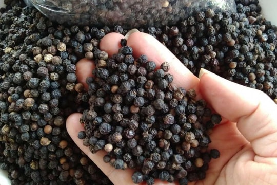 Cập nhật giá tiêu hôm nay 10/9: Tăng mạnh trở lại, xuất khẩu cao kỷ lục