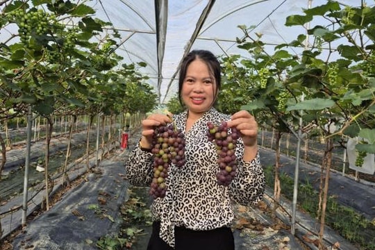 Nông dân Thanh Hóa khởi nghiệp từ đất cằn, biến “vườn hoang” thành “vườn tiền”, mô hình rất đáng học hỏi