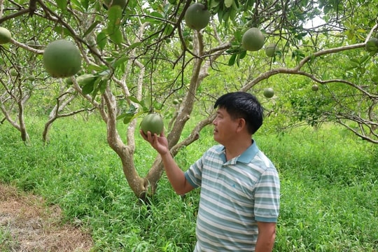 Nông dân Thanh Hóa 8 năm gieo hy vọng với giống quả đặc sản, giờ hái trái ngọt hàng ngàn đơn  mỗi tháng