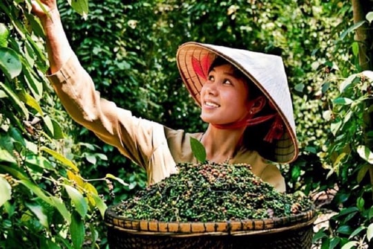 Cập nhật giá tiêu hôm nay 8/8: Đắk Lắk vọt tăng