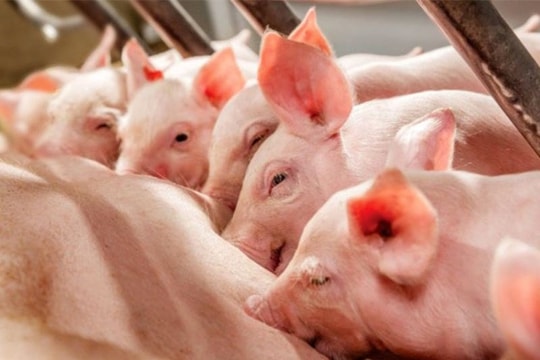 Giá heo hơi hôm nay 9/8: Nhiều tỉnh giảm sâu, miền Bắc dẫn đầu đà giảm