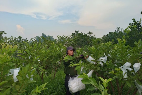 Lên Cao Bằng để xem người nông dân thu tới 300 triệu đồng mỗi năm nhờ giống trái vừa ngon, vừa dễ trồng