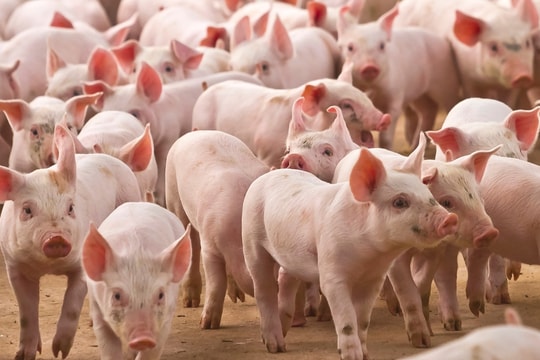 Cập nhật giá heo hơi hôm nay 10/8: Giảm mạnh tại miền Bắc