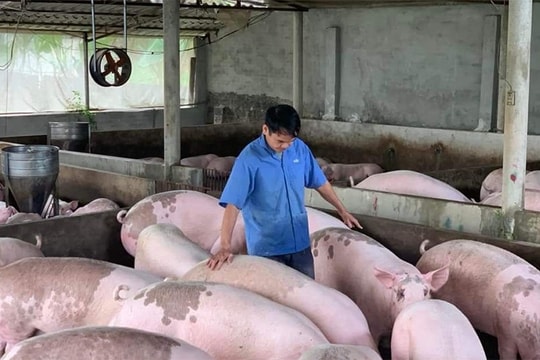 Giá heo hơi hôm nay 11/8: Miền Nam áp sát đỉnh, miền Bắc tiếp tục giảm