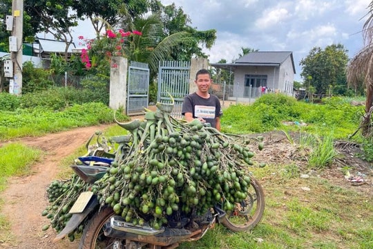 Từ cây trụ cho hồ tiêu đến "mỏ vàng" giữa rẫy cà phê, nông dân Đắk Lắk thu tới gần 700 triệu đồng mỗi năm