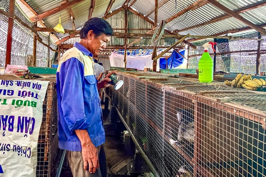 Nông dân Cà Mau dám nghĩ dám làm, đổi đời nhờ vật nuôi chăm dễ, lời cao