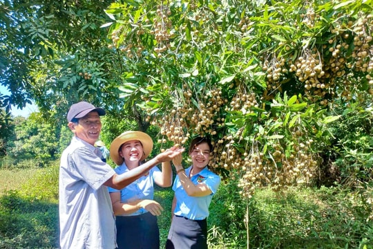 Nông dân Nghệ An thắng đậm mùa "trái ngọt" vàng ươm, giá cao chưa từng thấy