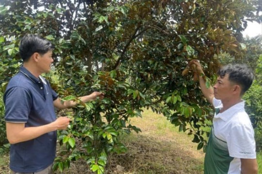 Nông dân Cần Thơ dám nghĩ, dám làm, thu nửa tỷ mỗi năm từ giống trái cây đặc sản