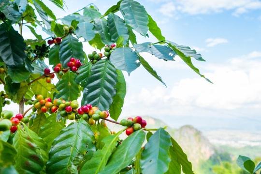 Cập nhật giá cà phê hôm nay 22/8: Tăng 3 con số, nhu cầu toàn cầu bùng nổ