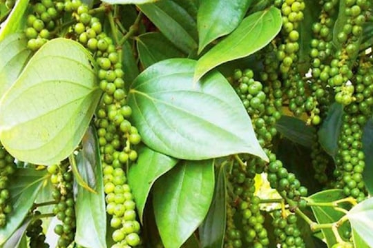 Cập nhật giá tiêu hôm nay 5/9: Giảm mạnh sau chuỗi tăng nóng