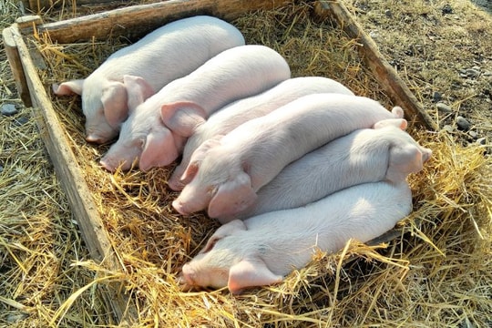 Giá heo hơi hôm nay 13/8: Nhiều nơi giảm sâu tới 3.000 đồng/kg, chạm đáy 57.000 đồng/kg