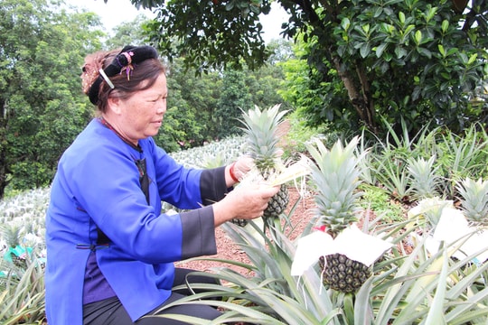 Nông dân Bắc Ninh trồng quả trái vụ, sáng tạo cách "mặc áo" độc lạ,  kiếm về 500 triệu đồng/năm