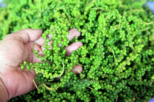 Giá tiêu hôm nay 13/8: Trong nước neo cao, Indonesia đẩy giá lên