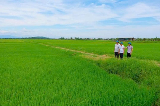 Nông dân Quảng Trị biến ruộng đất thành "mỏ vàng", cứ thế thu hàng trăm triệu đồng mỗi năm