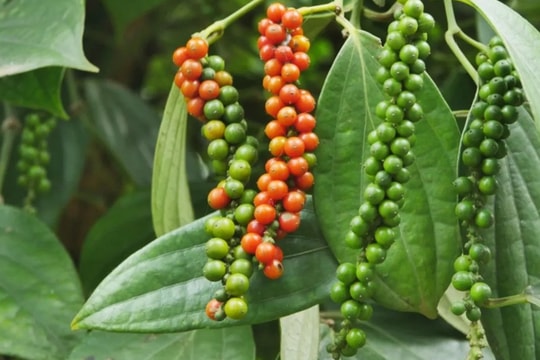 Giá tiêu hôm nay 2/9/2025: Tăng mạnh trong ngày Quốc khánh