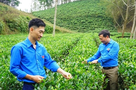 Nông dân trẻ Thái Nguyên làm giàu ở quê hương, gặt trái ngọt hàng trăm triệu đồng