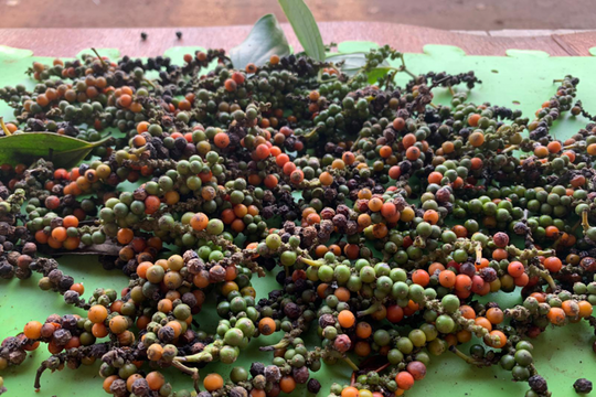 Giá tiêu hôm nay 14/8: Việt Nam giữ đỉnh 142.000 đồng/kg, thế giới phân hóa