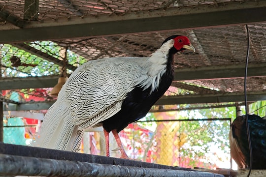Gà lôi trắng không còn bị nghiêm cấm khai thác: Cơ hội bảo tồn đi đôi phát triển kinh tế