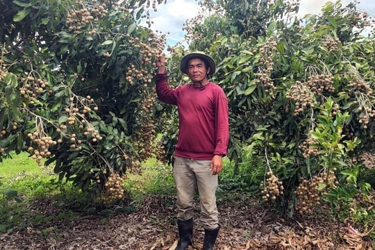 Mạo hiểm làm giàu với giống trái lạ, nông dân Đắk Lắk bất ngờ gặt trái ngọt tiền tỷ