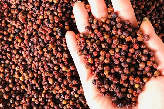 Cập nhật giá tiêu hôm nay 15/8: Tây Nguyên thiết lập vùng đỉnh mới