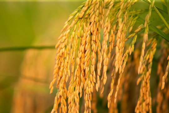 Giá lúa gạo hôm nay 16/8: Gạo xuất khẩu tăng mạnh, Philippines đẩy mua trước hạn