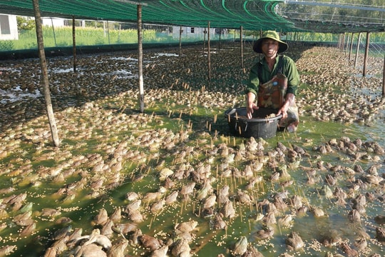 Nông dân Nghệ An biến ao hồ bỏ hoang thành "mỏ vàng", nuôi đủ thứ lạ bên trong, thu về số tiền cao ngất ngưởng mỗi năm