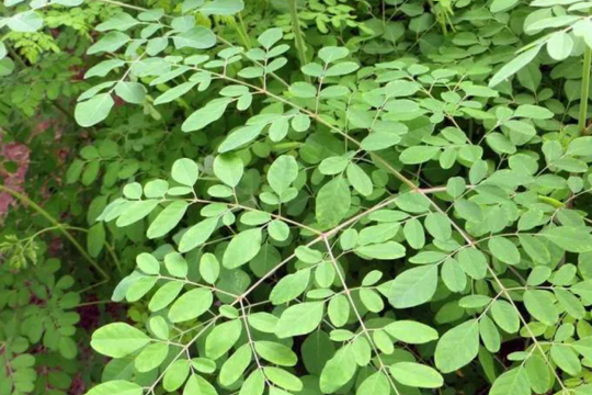 Ít ai ngờ loại rau mọc ven đường lại giàu canxi gấp 4 lần sữa, giúp giảm cân, hạ huyết áp