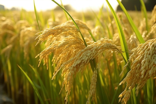 Giá lúa gạo hôm nay 17/8: “Đắt đỏ” nhưng vẫn được săn đón toàn cầu