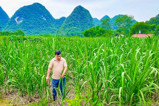 Nông dân Cao Bằng trồng "cây vàng" giữa ruộng đất khô cằn, viết nên hành trình làm giàu đặc biệt