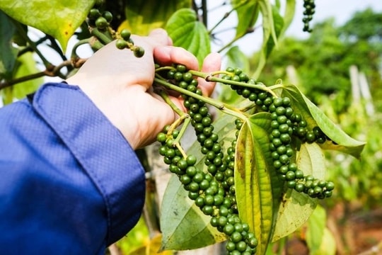 Cập nhật giá tiêu hôm nay 17/8: Bất ngờ giảm cục bộ