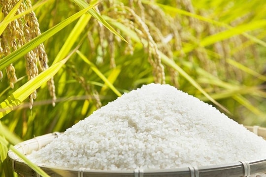 Giá lúa gạo hôm nay 18/8: Thị trường chững lại, Nàng Nhen giữ mức cao kỷ lục