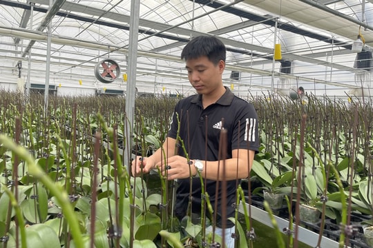 Nông dân ở Hưng Yên biến ruộng rau thành "mỏ vàng", mang về thu nhập cao