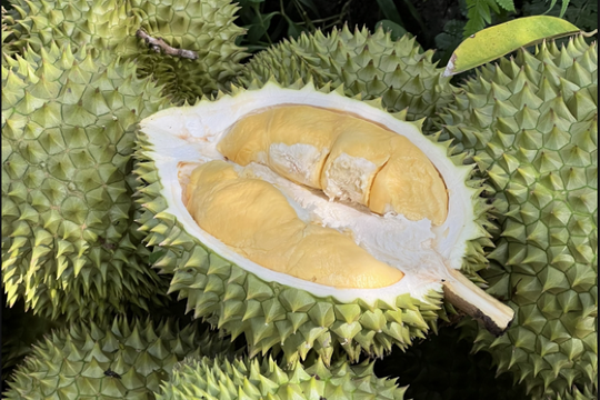 Giá sầu riêng hôm nay 18/8: Thủ phủ Đắk Lắk dẫn đầu, hàng VIP lập đỉnh